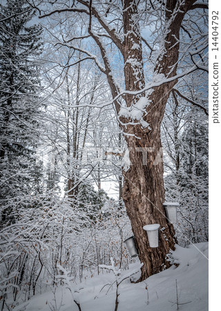 Maple syrup buckets on trees in Maple forest. 14404792