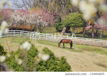Bairin and ranch Bairin and ranch 14404805