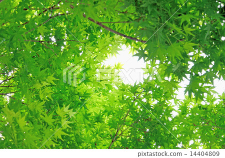 Aomonomi's fresh green Aomonomi's fresh green 14404809