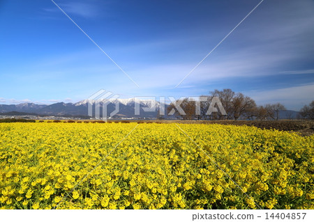 Nagisa Park Rape Flower Field and Hira Mountain System Nagisa Park Rape Flower Field and Hira Mountain System 14404857