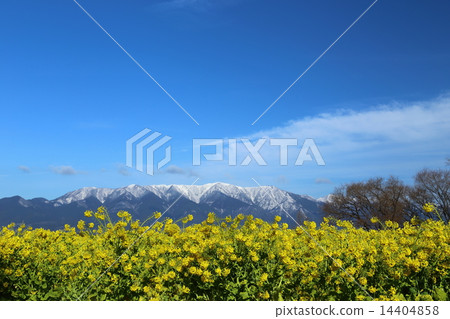 Nagisa Park Rape Flower Field and Hira Mountain System 14404858