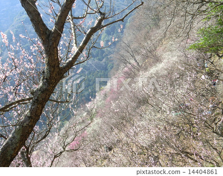 Yushima Plum Plant Yushima Plum Plant 14404861