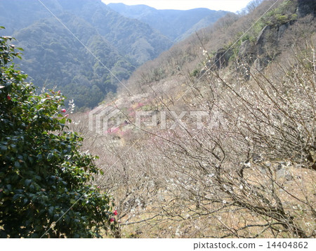 Yushima Plum Plant Yushima Plum Plant 14404862