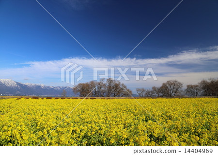 Rape flower field of Nagisa Park 14404969