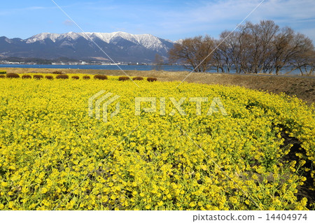 Nagisa Park Rape Flower Field and Hira Mountain System Nagisa Park Rape Flower Field and Hira Mountain System 14404974
