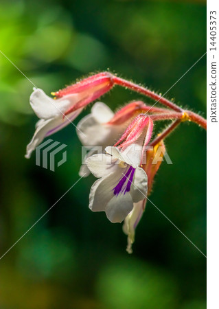 Kirita·Tamiana，Iwatebacco Department，Tropical Asia 14405373