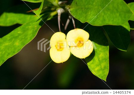 Hanaquilin,大戟科,馬達加斯加 Hanaquilin,大戟科,馬達加斯加 14405374