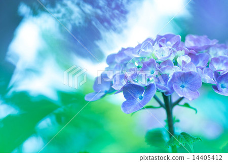 hydrangea   14405412