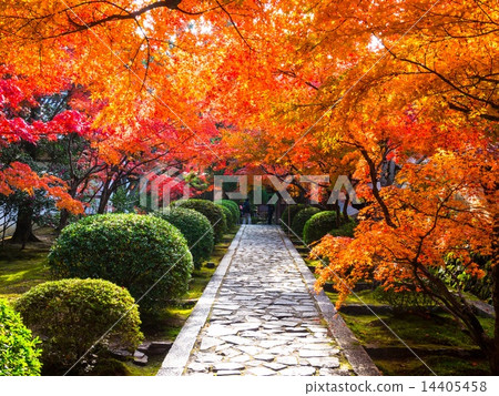 Autumn leaves of Ikkyuji 14405458