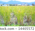 Rice field 14405572