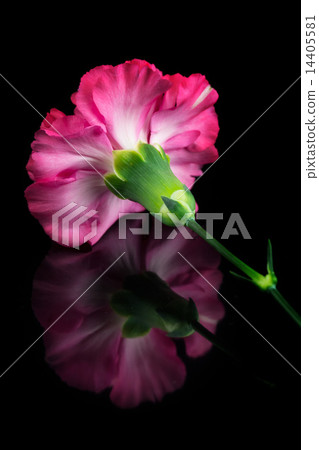 Carnation Carnation 14405581