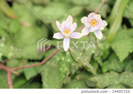 Flower of Spring Yukiwarisutika flower 14405720