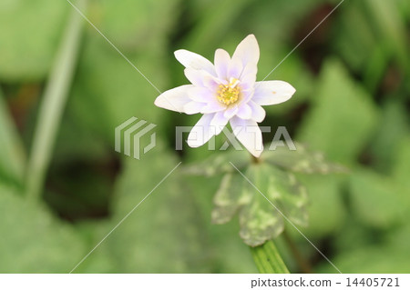 春天Yukiwarisutika花花 14405721