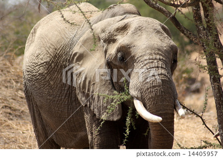 Statue of Tanzania Safari Front 14405957