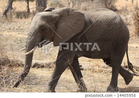 Statue of Tanzania Safari 14405958