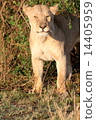 A female lion staring at a person at Tanzania safari 14405959