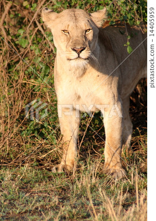 A female lion staring at a person at Tanzania safari 14405959