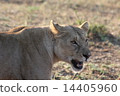Tanzania Safari's female lion 14405960