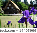 Ayame in Shirakawago 14405966