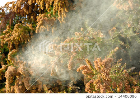 Cedar Pollen 14406096