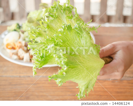 Hand hold fresh hydroponic frillice iceberg Hand hold fresh hydroponic frillice iceberg 14406124