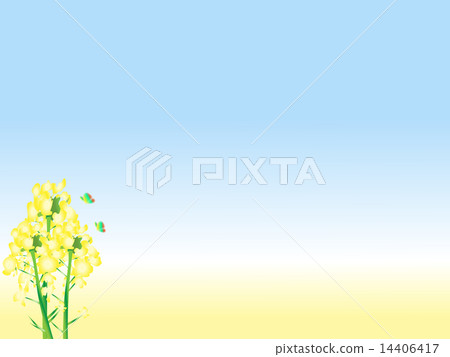Rape flower butterfly 14406417