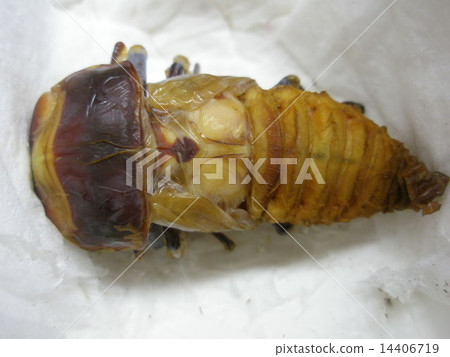 Emergence of Domestic Okuwagata 1 hour 31 minutes later Emergence of Domestic Okuwagata 1 hour 31 minutes later 14406719