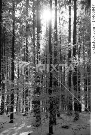 Forest with Snow, Black&White Forest with Snow, Black&White 14406947