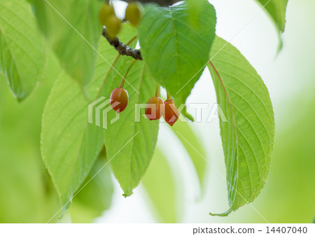 Cherry blossom fresh green and fruit 14407040