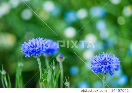 矢車菊 14407041