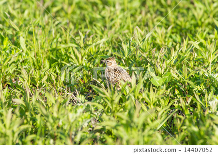 Lark of the grass 14407052