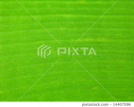 The Green Banana Leaf 14407096