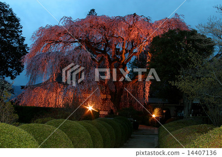 死棕色櫻桃樹 14407136