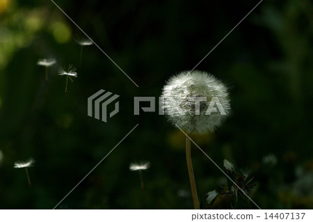 Dandelion Dandelion 14407137