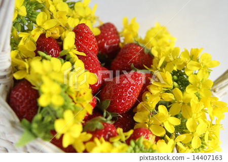 草莓強姦開花 14407163