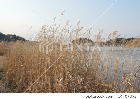 Susuki / Senba Lake（茨城縣水戶市森巴公園/千葉鎮） 14407352
