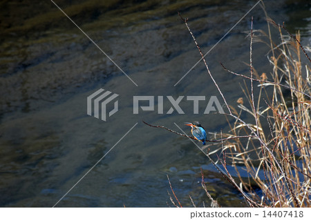 Kingfisher Kingfisher 14407418