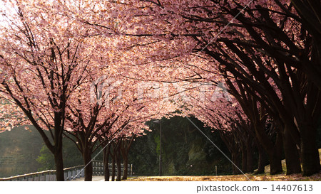 Row of cherry trees 14407613