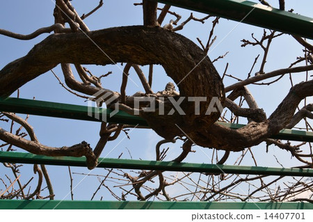 Wisteria trellis in early spring 14407701