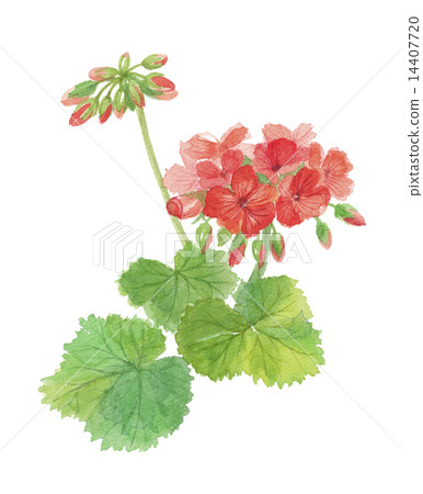 Geranium Geranium 14407720