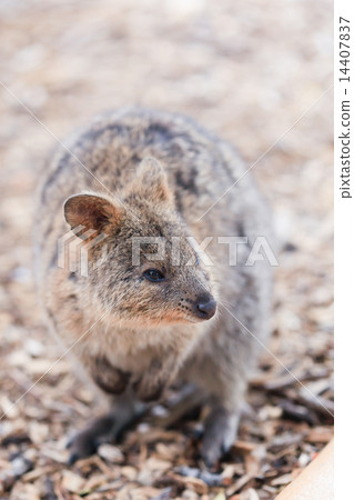 Quoca (Quacker) Wallaby Quoca (Quacker) Wallaby 14407837