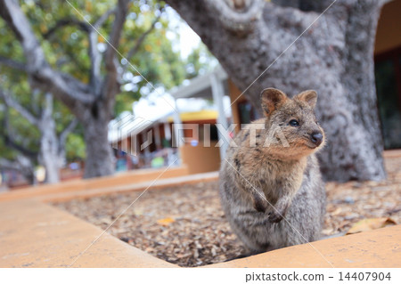 Quoca(Quacker)小袋鼠 Quoca(Quacker)小袋鼠 14407904