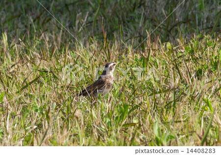 鵝口瘡在草叢中 鵝口瘡在草叢中 14408283