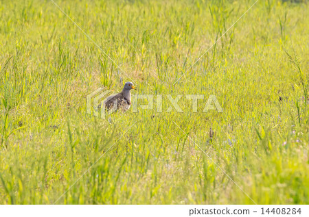 凱莉在草叢中 14408284