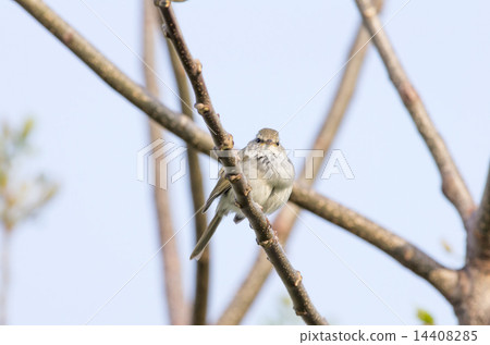 Ugusu在這裡面對 Ugusu在這裡面對 14408285