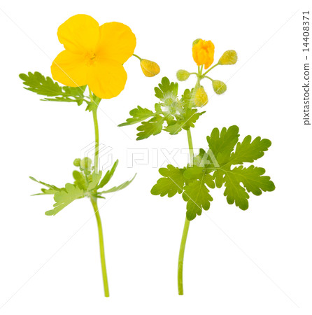Medicinal plant Medicinal plant 14408371