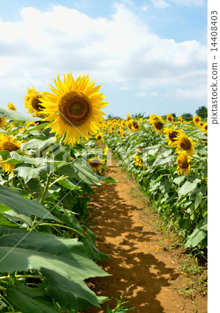 Sunflower field Sunflower field 14408403