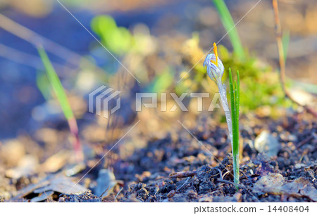 Field with white crocuses Field with white crocuses 14408404