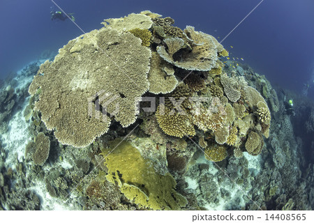 diving in colorful reef underwater diving in colorful reef underwater 14408565