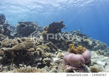 Clown fish inside pink purple anemone Clown fish inside pink purple anemone 14408567